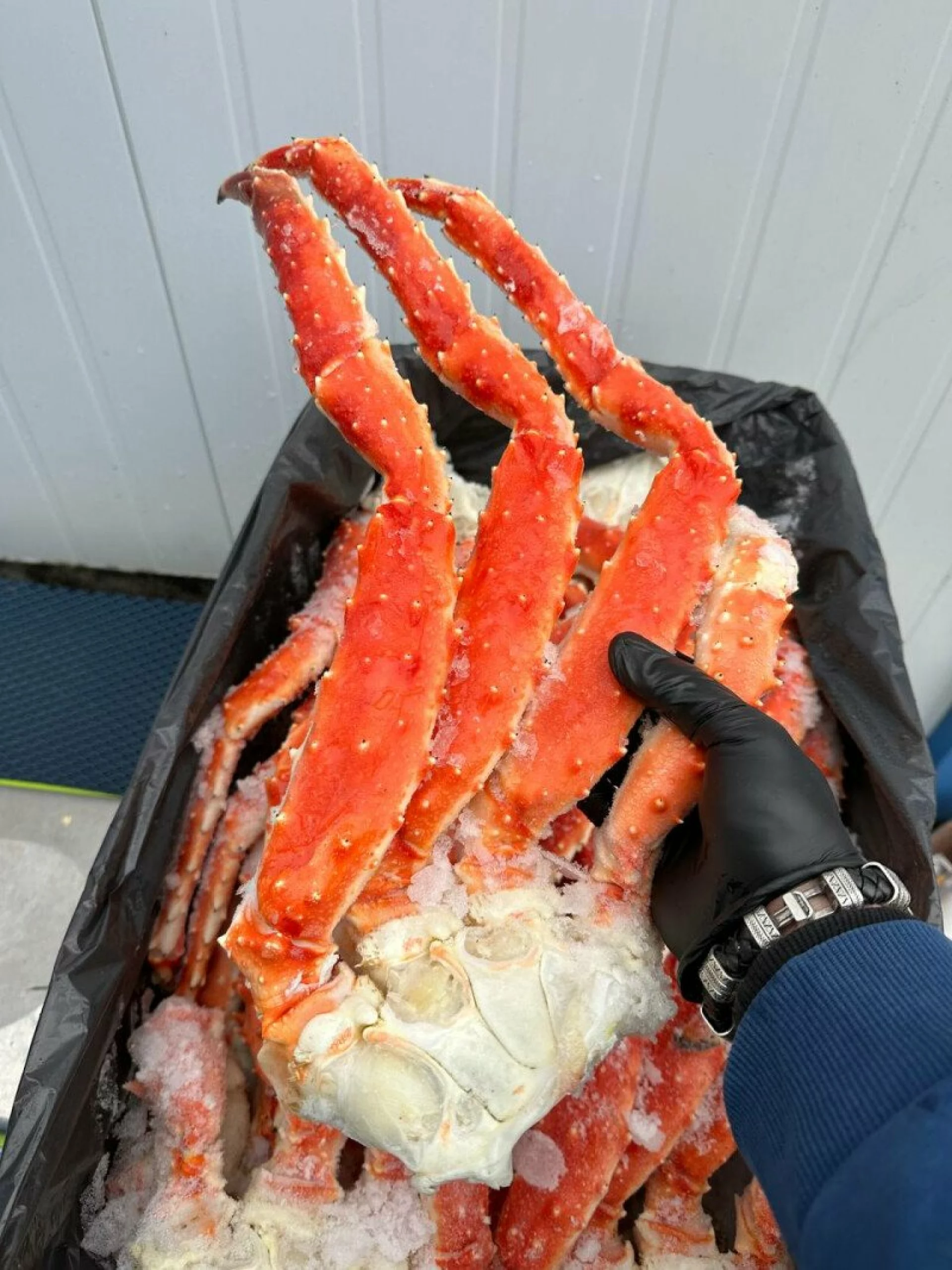 Камчатский краб крупный